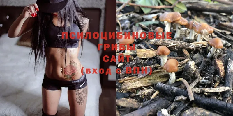 купить наркотики сайты  Бакал  Галлюциногенные грибы Psilocybe 